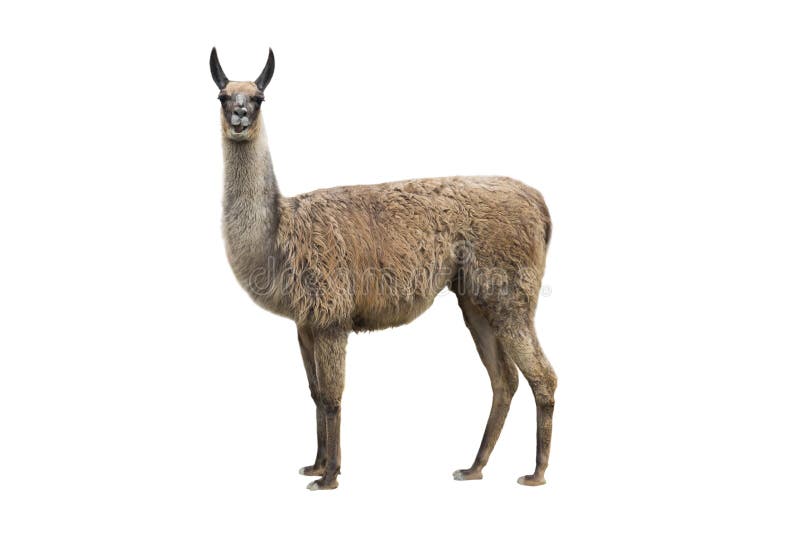 Lama izolată pe fond alb