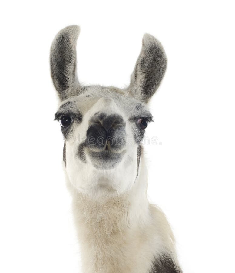 Lama stock photos