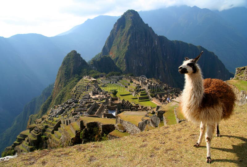 Llama v přední části staré incké město Machu Picchu.