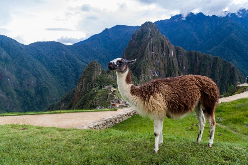 Lama at Machu Picchu ruins stock image Lama at Machu Picchu ruins stock image