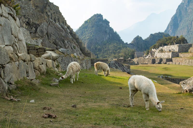 Lama in Machu Picchu stock image Lama in Machu Picchu stock image