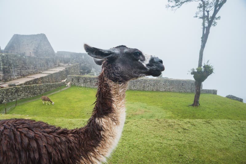 Lama at Machu Picchu stock photo Lama at Machu Picchu stock photo