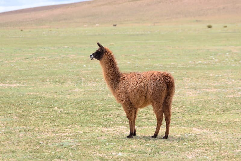 Lama nel altiplano boliviano fotografie stock Lama nel altiplano boliviano fotografie stock