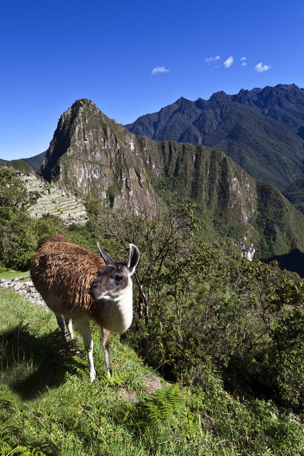 Lama and ruins of the lost Inca city Machu Picchu in Peru - South America royalty free stock photo Lama and ruins of the lost Inca city Machu Picchu in Peru - South America royalty free stock photo