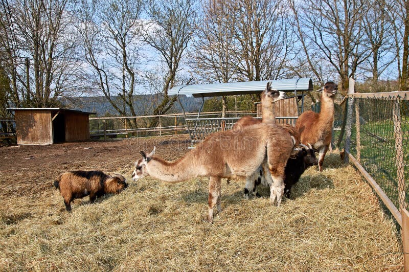 Lama's en geiten op een landbouwbedrijf in Duitsland stock foto's Lama's en geiten op een landbouwbedrijf in Duitsland stock foto's