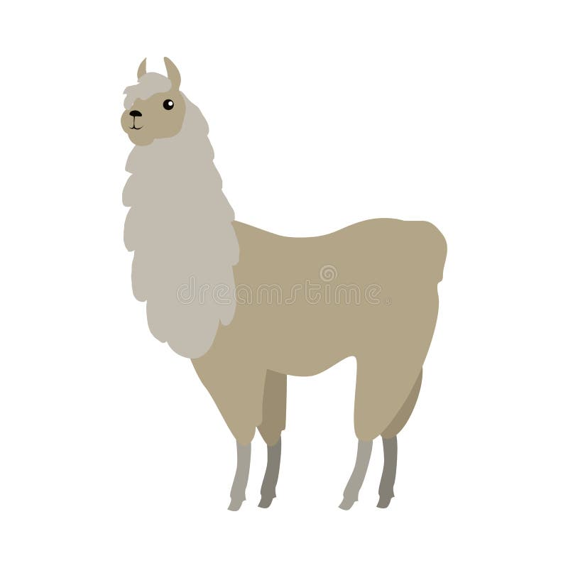 Vector Flat Style Illustration of Lama. Stock Vector - Illustration of ...