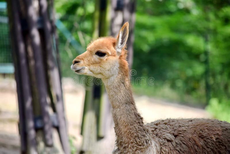 Lama Vicugna Vicugna Side View Head arkivbilder Lama Vicugna Vicugna Side View Head arkivbilder