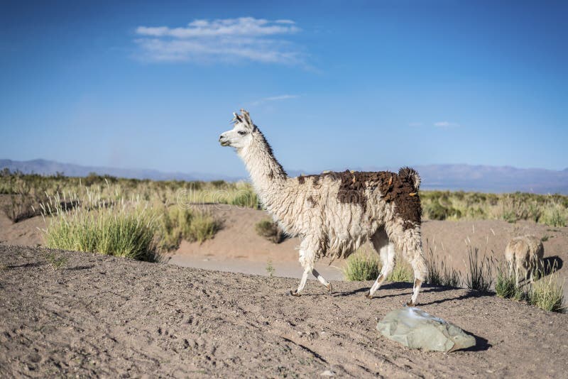 Llama in Salinas Grandes salt flats in Jujuy province, northern Argentina. Llama in Salinas Grandes salt flats in Jujuy province, northern Argentina.