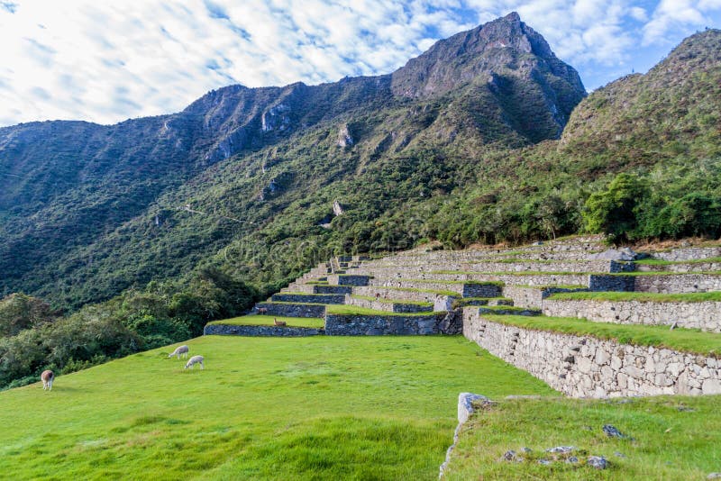 Lamas, die an Ruinen Machu Picchu weiden lassen stockfotos Lamas, die an Ruinen Machu Picchu weiden lassen stockfotos
