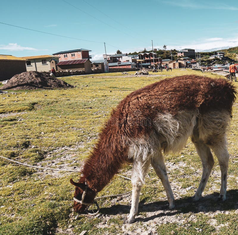 Lamas em um campo de salar de uyuni em Bolívia fotos de stock royalty free Lamas em um campo de salar de uyuni em Bolívia fotos de stock royalty free