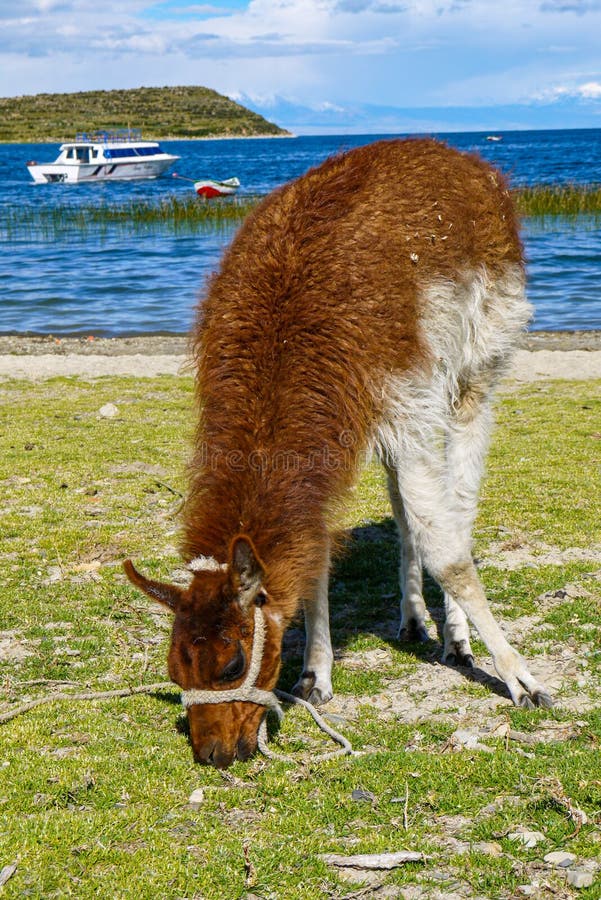 Lamas em um campo de salar de uyuni em Bolívia foto de stock Lamas em um campo de salar de uyuni em Bolívia foto de stock