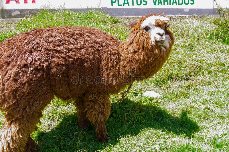 Lamas em um campo de salar de uyuni em Bolívia imagem de stock royalty free Lamas em um campo de salar de uyuni em Bolívia imagem de stock royalty free