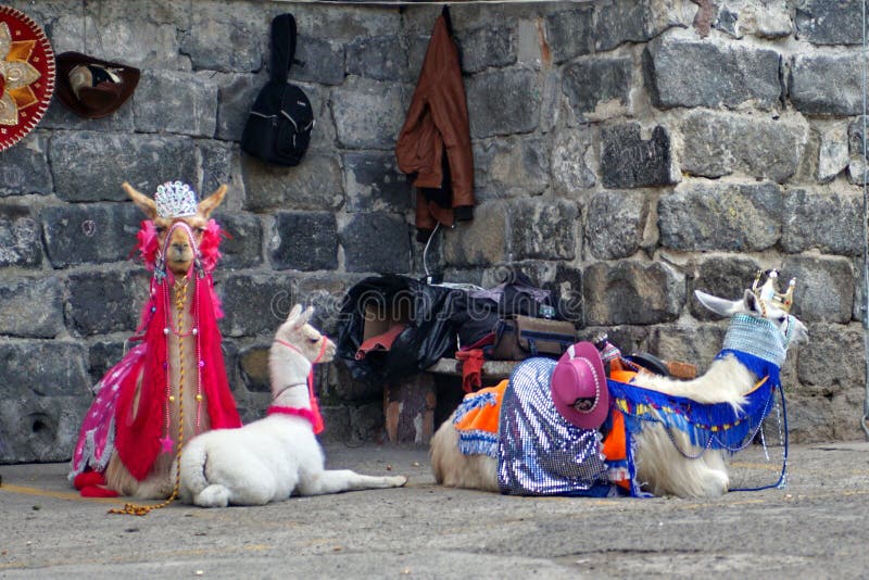 Costumed llamas at the entrance to Las Lajas Cathedral in Ipiales, Colombia. Costumed llamas at the entrance to Las Lajas Cathedral in Ipiales, Colombia