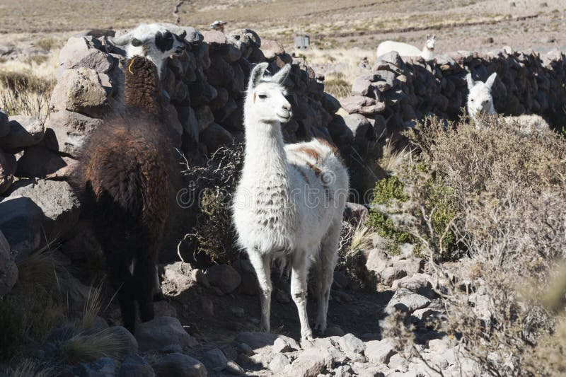 Lamas à proximité de village de Coquesa - de Thaua, Salar de Uyuni, Bolivie images stock Lamas à proximité de village de Coquesa - de Thaua, Salar de Uyuni, Bolivie images stock