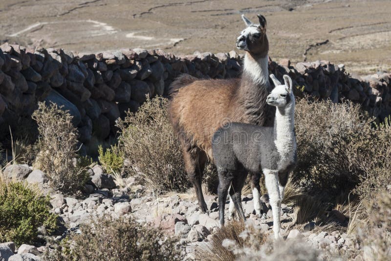 Lamas à proximité de village de Coquesa - de Thaua, Salar de Uyuni, Bolivie photographie stock Lamas à proximité de village de Coquesa - de Thaua, Salar de Uyuni, Bolivie photographie stock