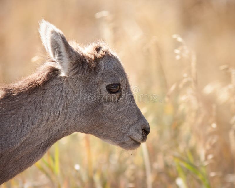 Lamb stock photo. Image of north, horn, animal, wildlife 16266024