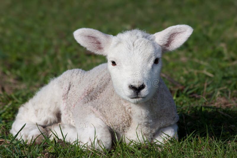 White lamb stock photo. Image of lamb, cute, field, sheep 18898550