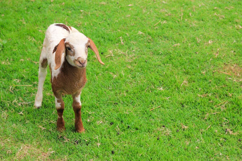 Openfarm Stock Photos Free & RoyaltyFree Stock Photos from Dreamstime