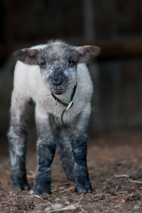 A lamb in a barn royalty free stock photos A lamb in a barn royalty free stock photos