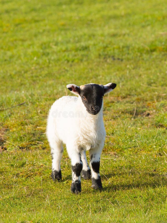 Lamb with Black Face Legs Knees and Feet Stock Photo Image of field