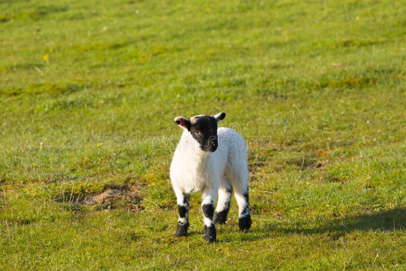109 Sheep Black Face Legs Stock Photos Free & RoyaltyFree Stock
