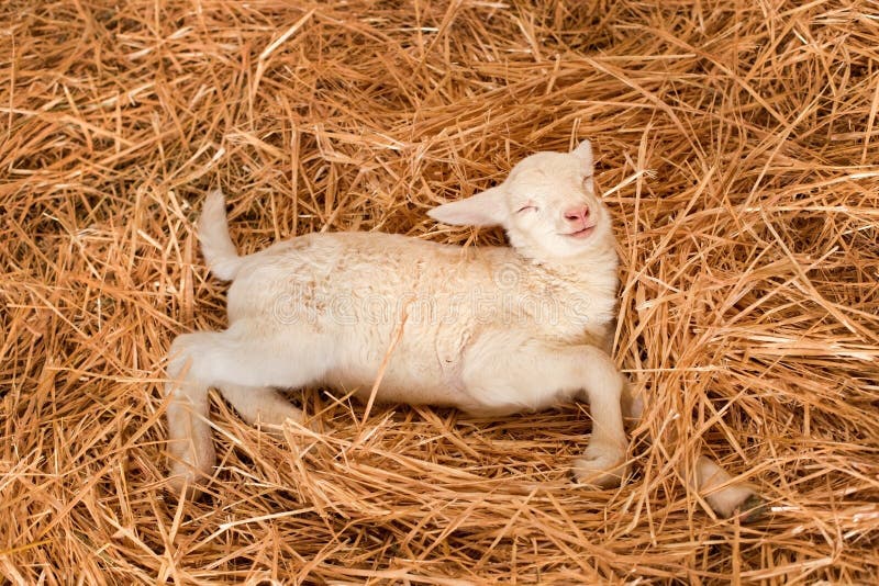 Lamb dreaming stock photo. Image of sleepy, smiling, wool 19890552