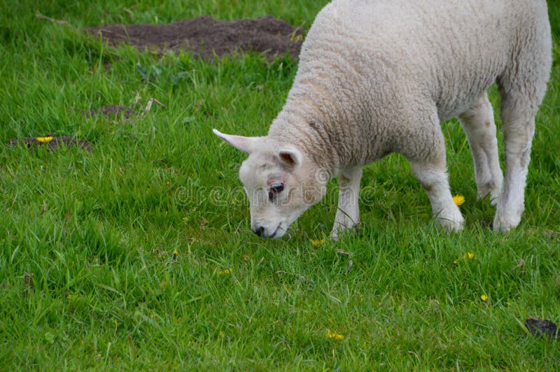 Lamb Eating Grass stock photo. Image of white, grass 93069420