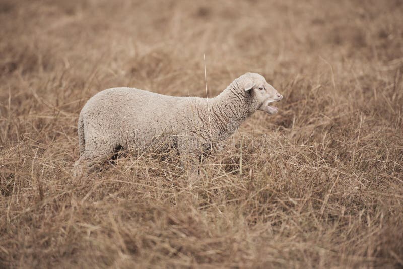 Lamb on the farm stock photo. Image of farm, grass, animal 70920998