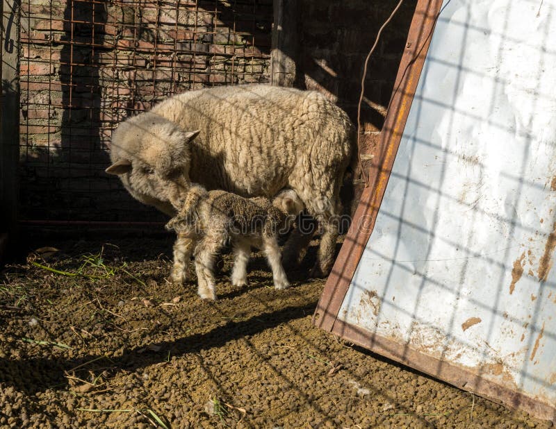 Lamb with its newborn calf, rural life in the stable. Kid calf stock images, royalty-free photos and pictures