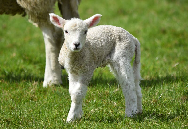 Lamb Mother stock photo Image of agriculture grass 2391814