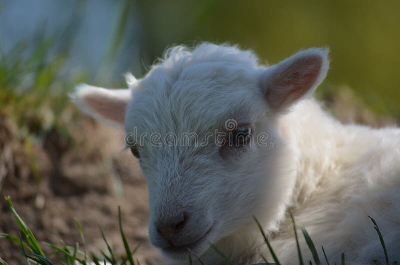 Lamb stock image. Image of geboren, lamb, eyes, lammetje 78111343