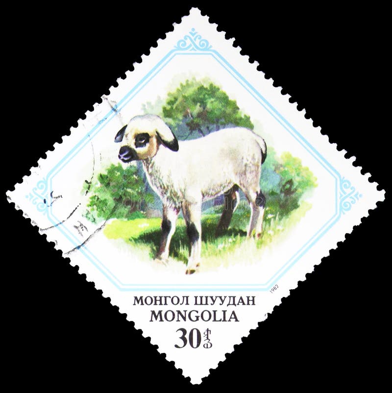 Lamb (Ovis ammon aries), Young animals serie, circa 1982