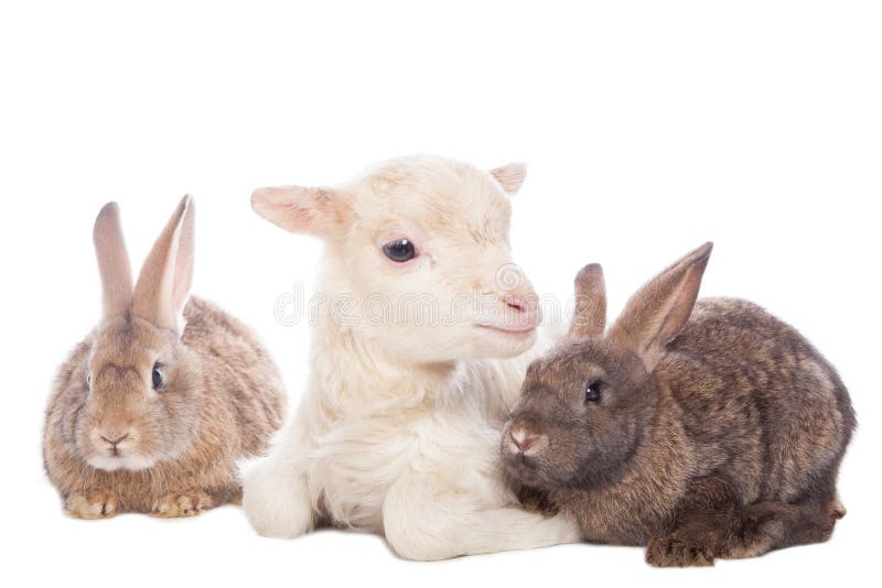 Lamb and rabbits stock image. Image of hare, bunny, livestock 48997399