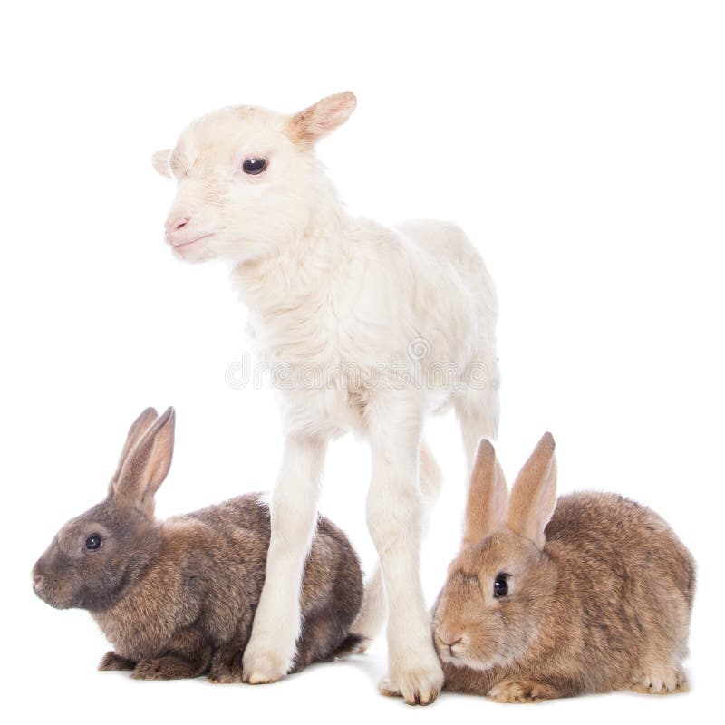 Lamb and rabbits stock photo. Image of indoors, bunny 48997900