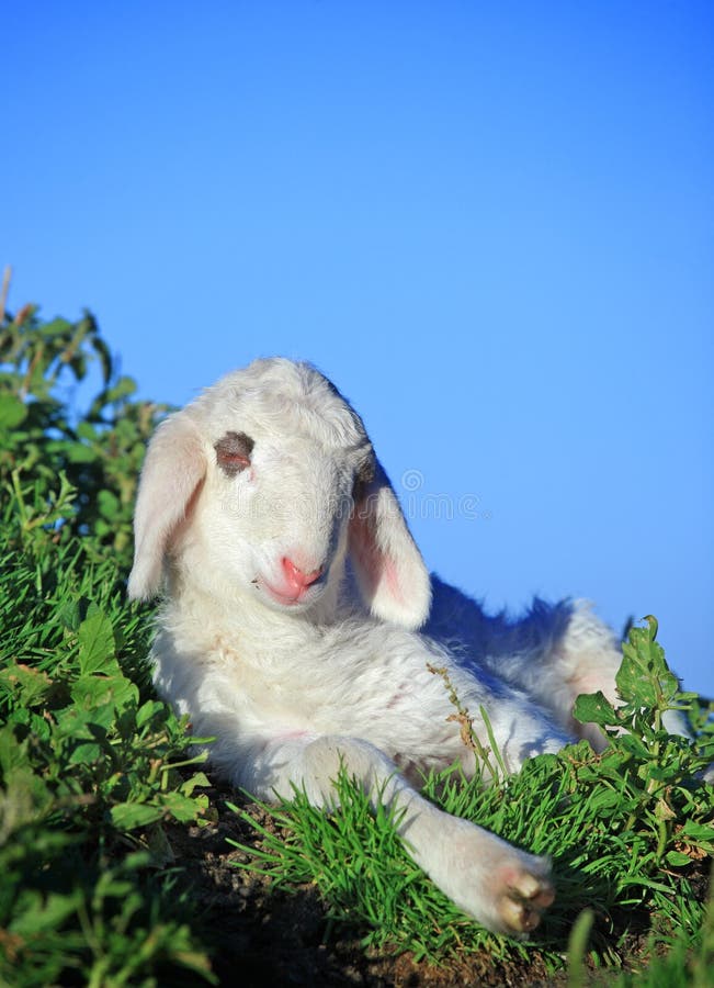 Lamb resting