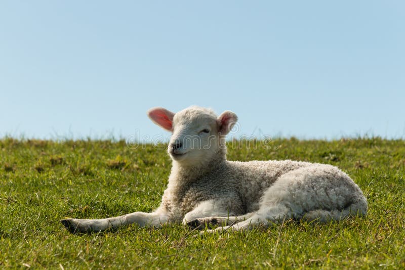 Lamb resting on grass