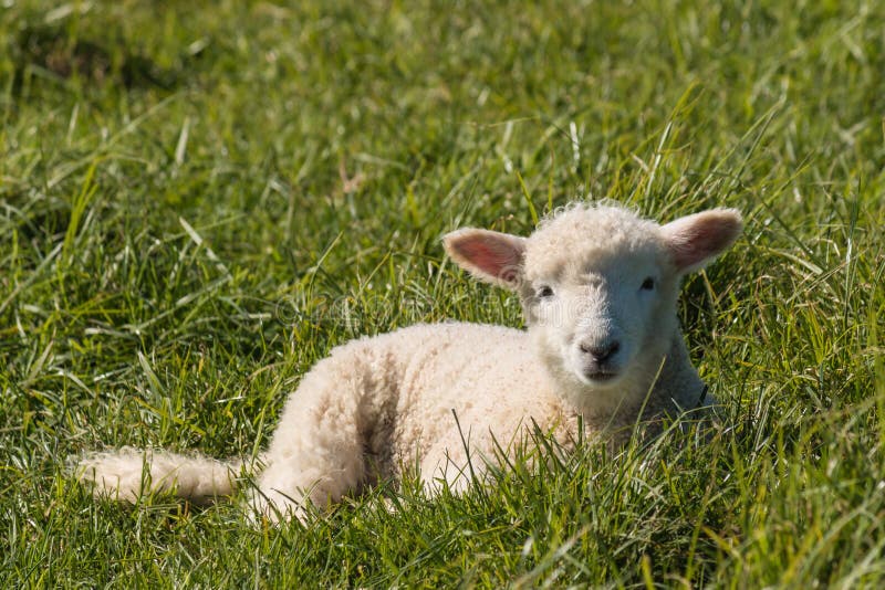 Of lamb resting on grass