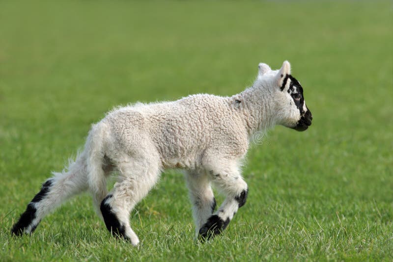 Lamb Running