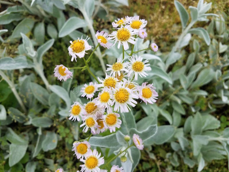 Lamb's ear plant stock photo. Image of floral, byzantina 19655146