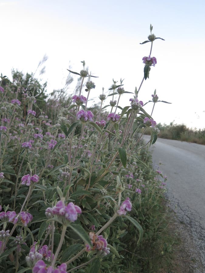Lamb`s ear type weed stock image. Image of blossom, silver 91486897