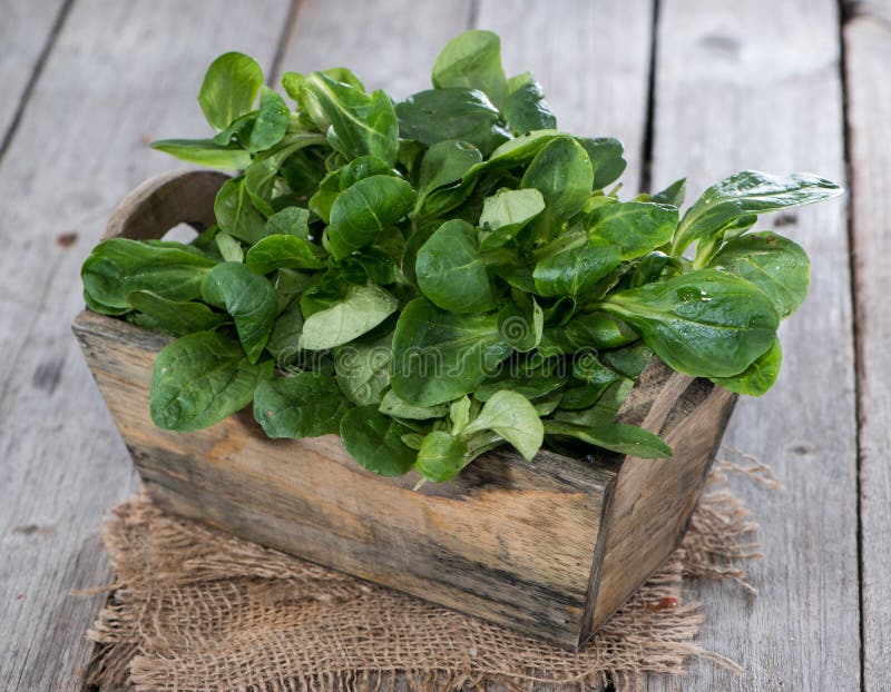 Lamb s Lettuce stock photo. Image of health, salad, corn 34579278
