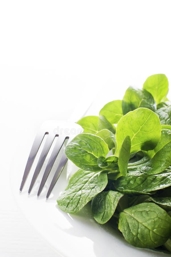 Lamb s lettuce stock image. Image of herb, valerianella 49575391