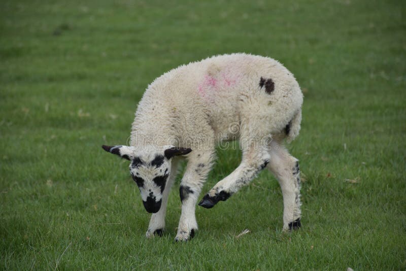 Lamb Scratching Ear with His Foot in a Field Stock Photo Image of