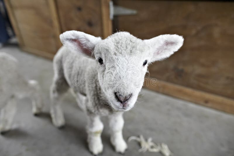 Lamb on a shearing farm