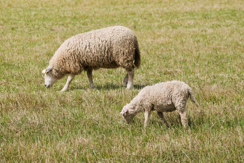 Lamb and sheep stock image. Image of country, summer 148323369
