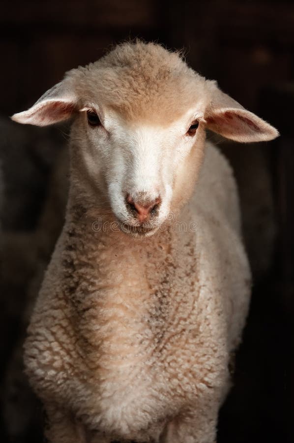 Lamb sheep. Portrait of a sheep looking at the camera. Sheep on royalty free stock photo