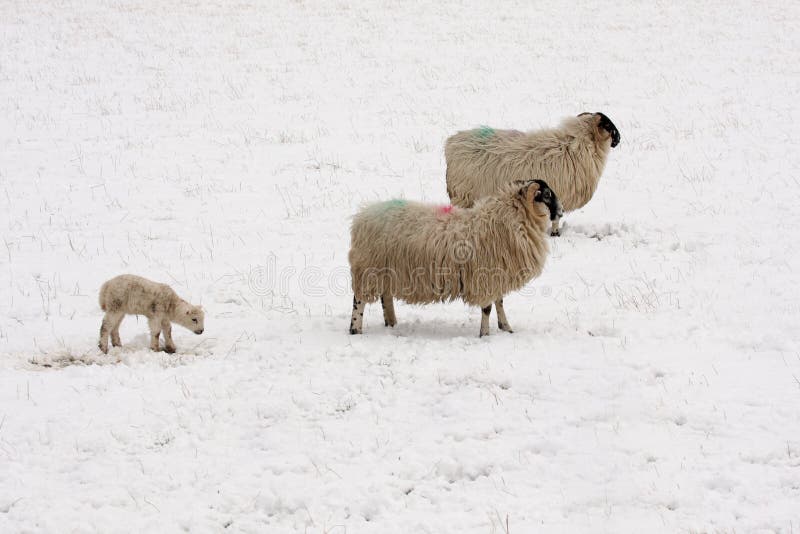 Lamb and sheep in the Snow