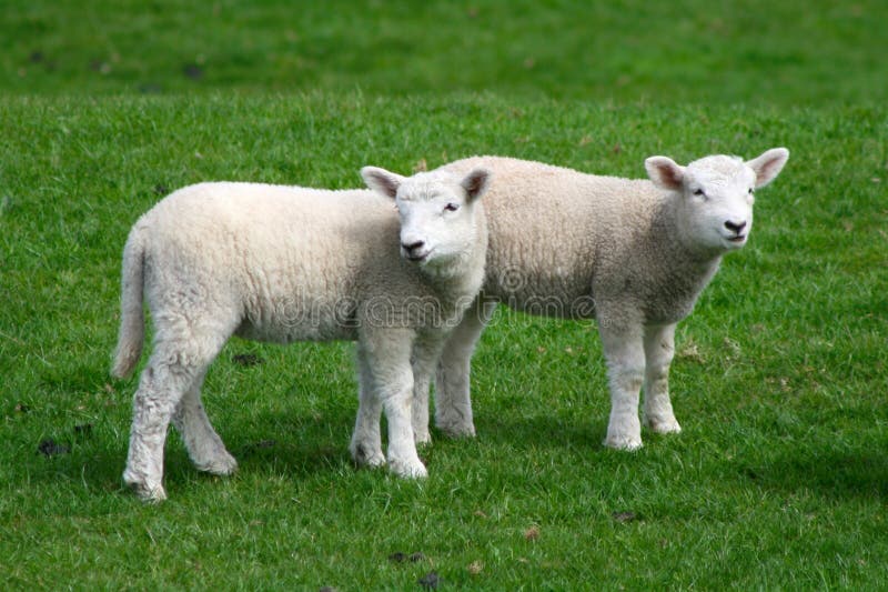 Lamb siblings stock photo. Image of cute, sister, wooly 1549810