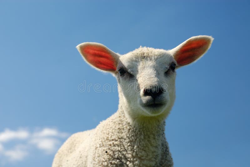 Lamb in spring