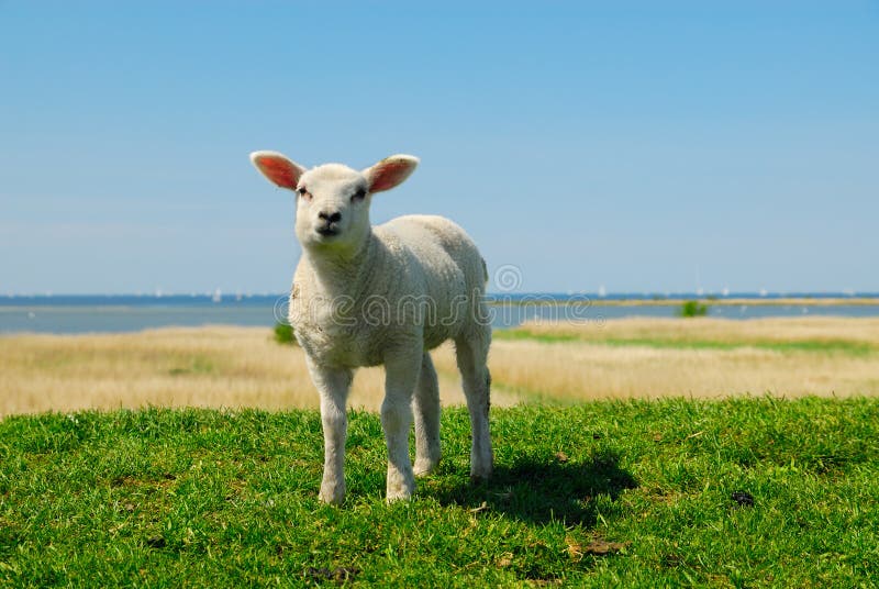 Lamb in spring